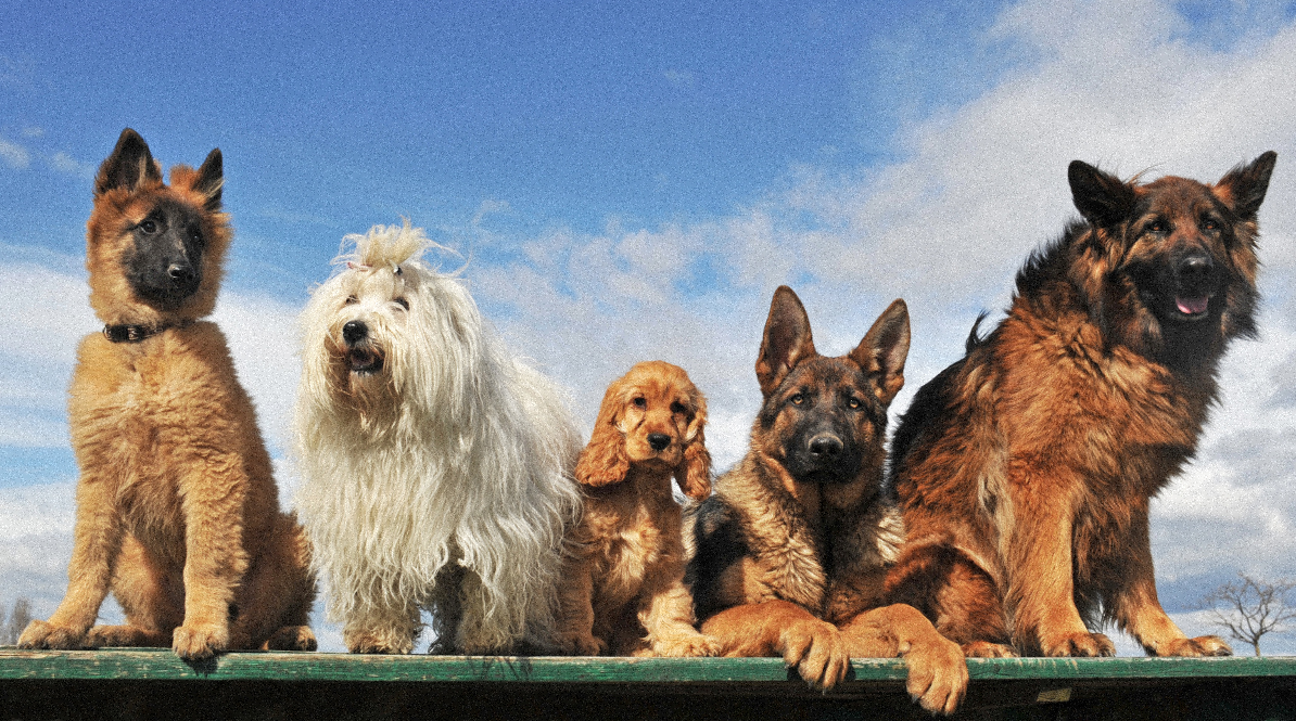 Croquettes pour chien : nourriture en fonction de la race Image