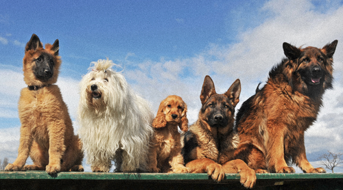 Croquettes pour chien : nourriture en fonction de la race