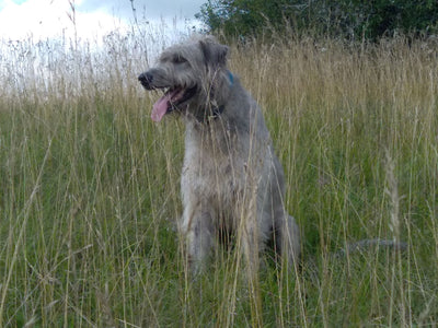 Avis sur Jean-Yves M. — croquettes chien