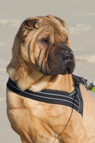 L'avis de veronique b. sur les croquettes aux insectes pour chien de la marque Réglo