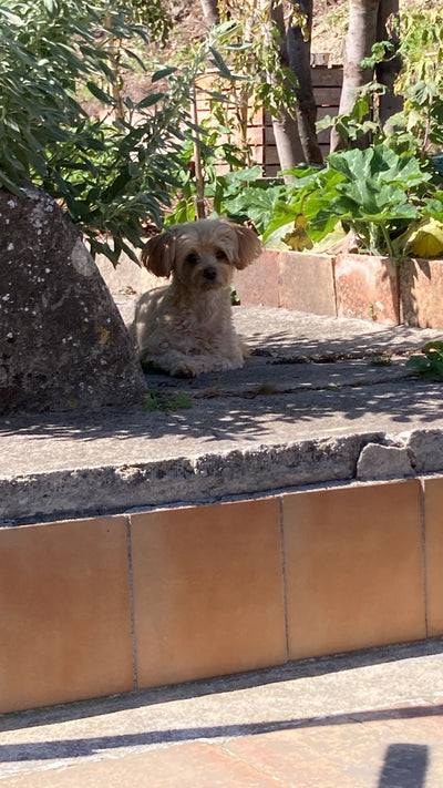 L'avis de Robert G. sur les croquettes aux insectes pour chien de la marque Réglo