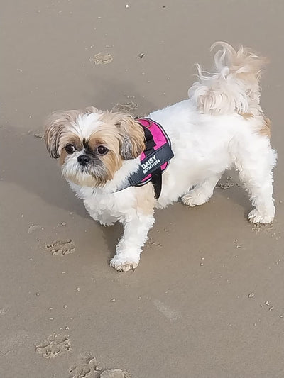 L'avis de ANNIE B. sur les croquettes aux insectes pour chien de la marque Réglo
