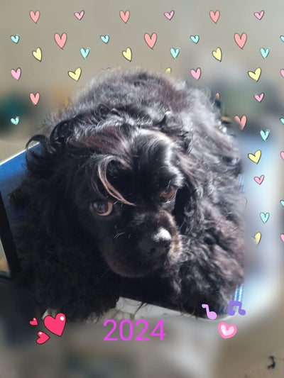 L'avis de Sylvain S. sur les croquettes aux insectes pour chien de la marque Réglo