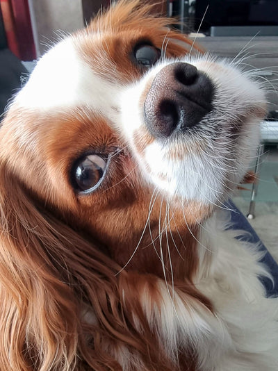 Avis sur Vallez P. — croquettes chien