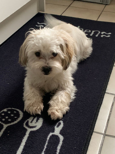 L'avis de valerie D. sur les croquettes aux insectes pour chien de la marque Réglo