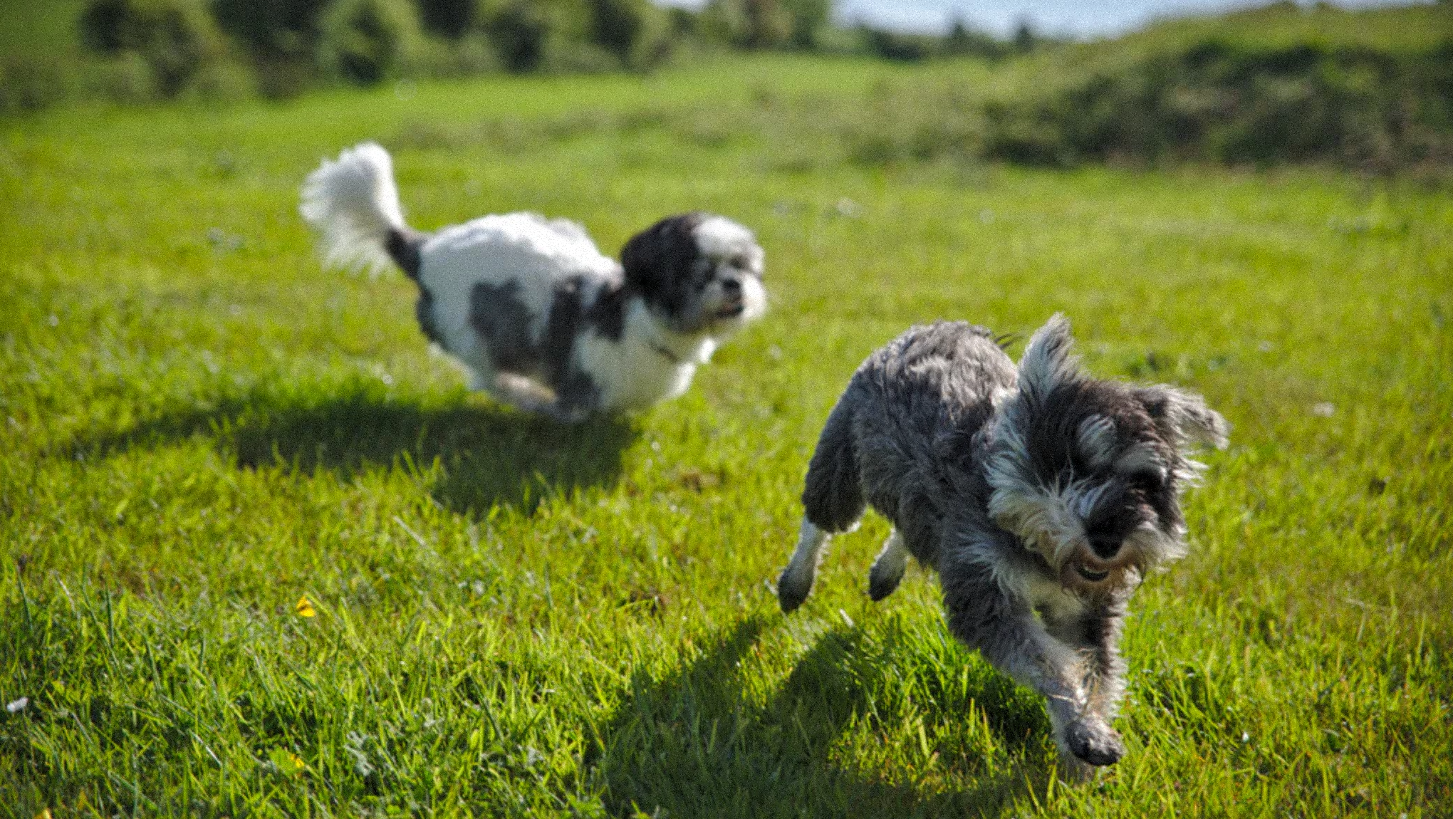 Faire garder son animal de compagnie en vacances Image