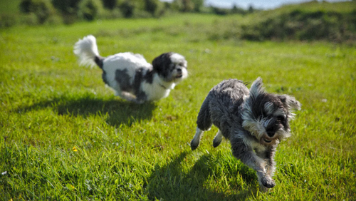 Faire garder son animal de compagnie en vacances