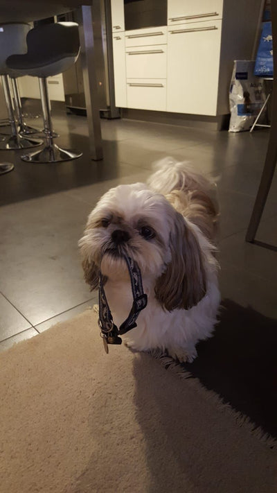 L'avis de gerard g. sur les croquettes aux insectes pour chien de la marque Réglo