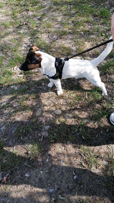 Avis sur Jacques-Henri R. — croquettes chien