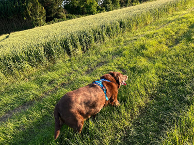 L'avis de Geralda D. sur les croquettes aux insectes pour chien de la marque Réglo