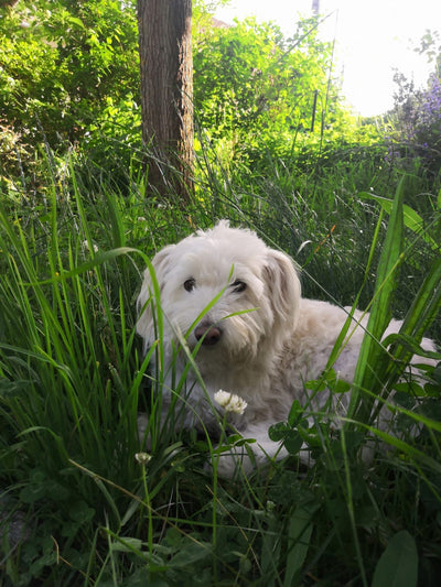 L'avis de Petra S. sur les croquettes aux insectes pour chien de la marque Réglo