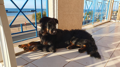 Avis sur Claire C. — croquettes chien