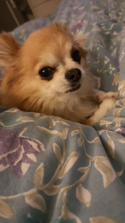 L'avis de Bernadette G. sur les croquettes aux insectes pour chien de la marque Réglo