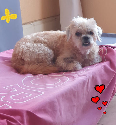 L'avis de STEPHANE L. sur les croquettes aux insectes pour chien de la marque Réglo