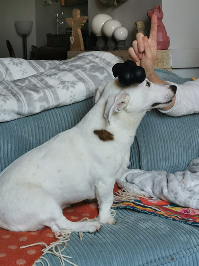 Avis sur Carole D. — croquettes chien
