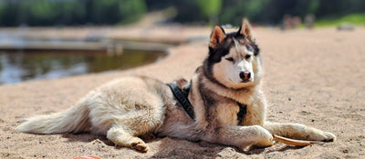 Avis sur Ludovic G. — croquettes chien