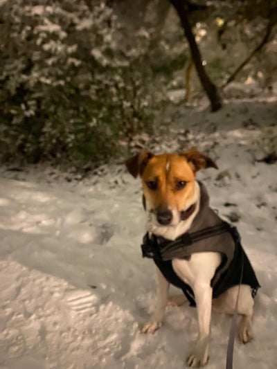 L'avis de Claire-Marine P. sur les croquettes aux insectes pour chien de la marque Réglo