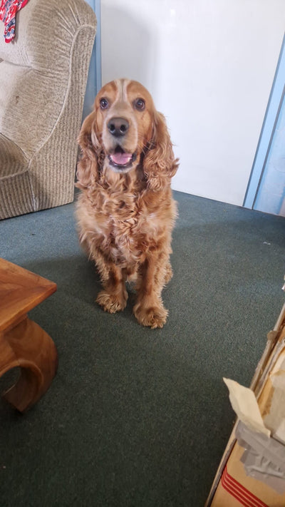 L'avis de Laurence D. sur les croquettes aux insectes pour chien de la marque Réglo