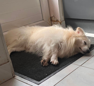 Avis sur Michele R. — croquettes chien