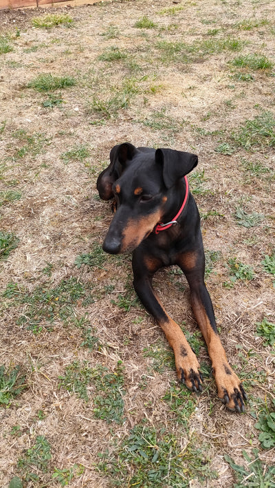 L'avis de Christelle C. sur les croquettes aux insectes pour chien de la marque Réglo
