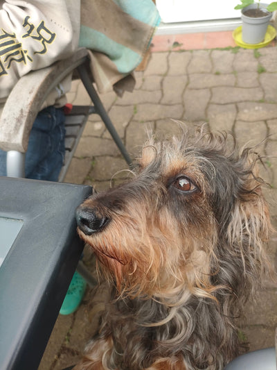 L'avis de Karine R. sur les croquettes aux insectes pour chien de la marque Réglo