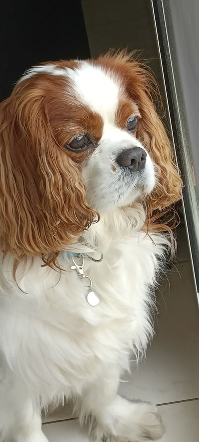 L'avis de Mme E. sur les croquettes aux insectes pour chien de la marque Réglo
