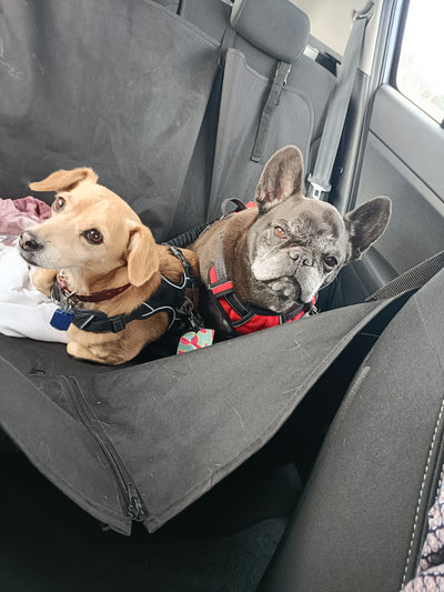 L'avis de Chantal B. sur les croquettes aux insectes pour chien de la marque Réglo