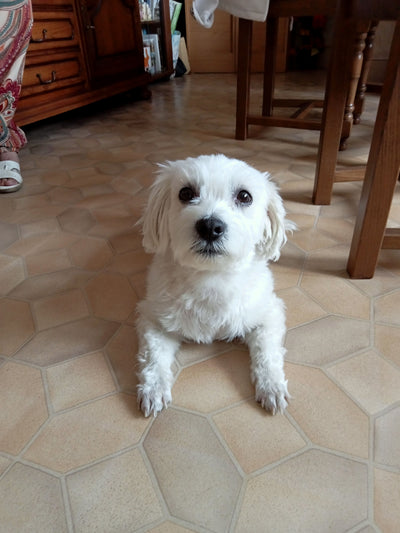 Avis sur robert n. — croquettes chien