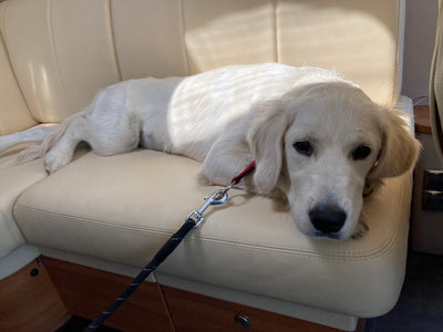 L'avis de Serge C. sur les croquettes aux insectes pour chien de la marque Réglo