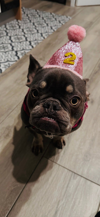 L'avis de angelique J. sur les croquettes aux insectes pour chien de la marque Réglo