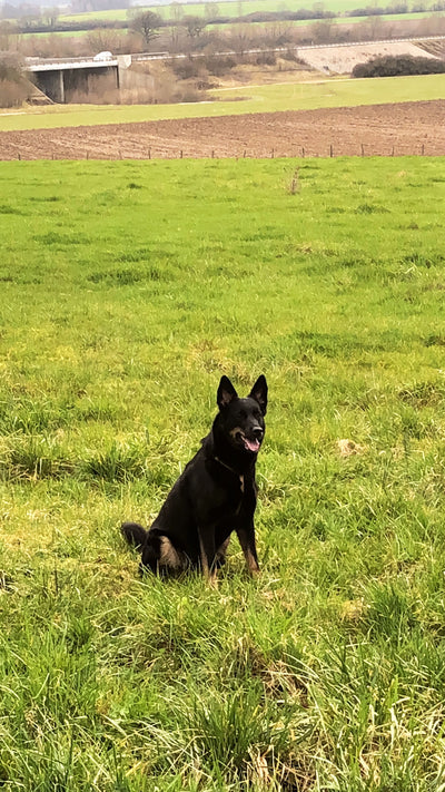 Avis sur Isabelle G. — croquettes chien