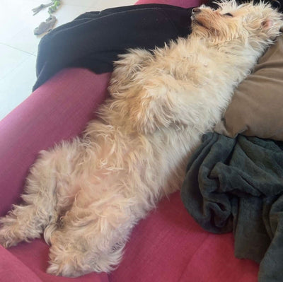 Avis sur Sandy R. — croquettes chien