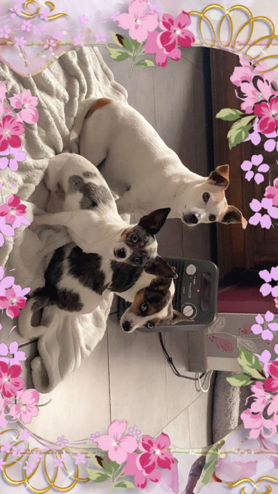 Avis sur Pascale P. — croquettes chien