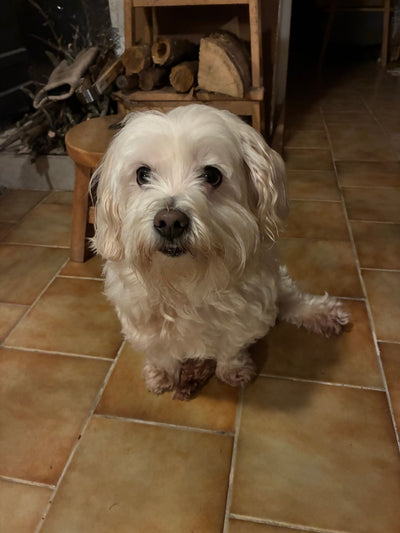 L'avis de Frederique C. sur les croquettes aux insectes pour chien de la marque Réglo