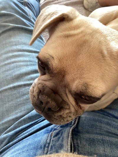 L'avis de Pascale B. sur les croquettes aux insectes pour chien de la marque Réglo