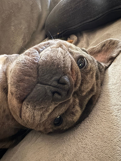L'avis de Caroline D. sur les croquettes aux insectes pour chien de la marque Réglo