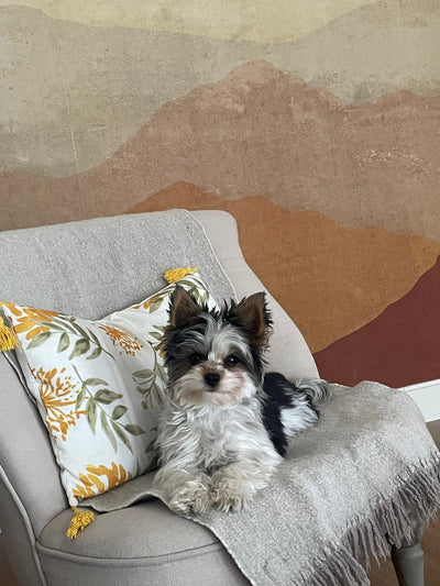 L'avis de Françoise L. sur les croquettes aux insectes pour chien de la marque Réglo