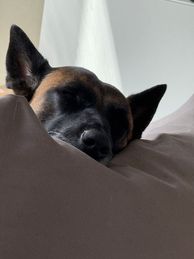 Avis sur Emanuela W. — croquettes chien