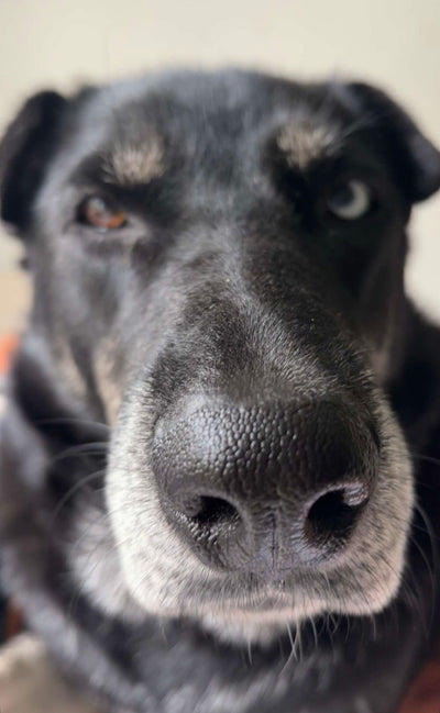 L'avis de Chloe R. sur les croquettes aux insectes pour chien de la marque Réglo