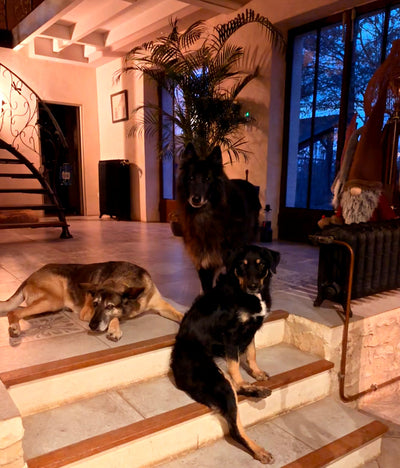 L'avis de Muriel T. sur les croquettes aux insectes pour chien de la marque Réglo