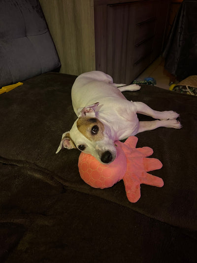 L'avis de Laura D. sur les croquettes aux insectes pour chien de la marque Réglo