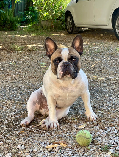 L'avis de Mélodie C. sur les croquettes aux insectes pour chien de la marque Réglo
