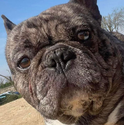 L'avis de Jean-François J. sur les croquettes aux insectes pour chien de la marque Réglo