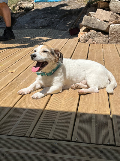 L'avis de Murielle D. sur les croquettes aux insectes pour chien de la marque Réglo