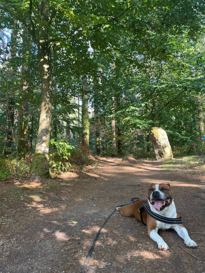 Avis sur Bélinda B. — croquettes chien