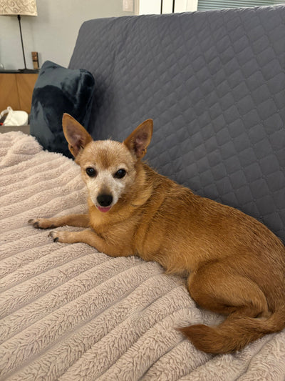 L'avis de Jacqueline K. sur les croquettes aux insectes pour chien de la marque Réglo