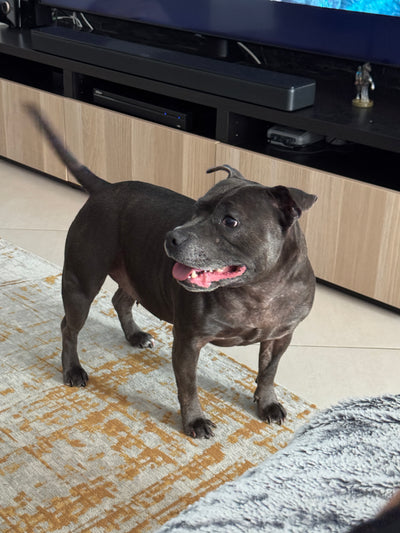 L'avis de Christelle D. sur les croquettes aux insectes pour chien de la marque Réglo