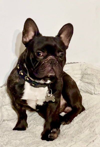 L'avis de Stéphanie F. sur les croquettes aux insectes pour chien de la marque Réglo