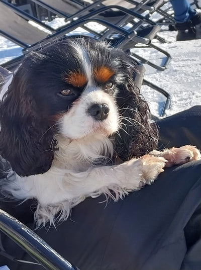 L'avis de SYLVIE P. sur les croquettes aux insectes pour chien de la marque Réglo