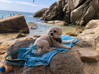 L'avis de Francoise L. sur les croquettes aux insectes pour chien de la marque Réglo